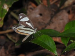 Moschoneura pinthous