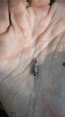 Macrogastra ventricosa