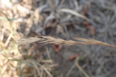 Aristida congesta barbicollis