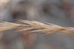 Aristida congesta barbicollis