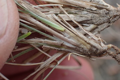 Aristida congesta barbicollis