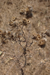 Pseudognaphalium oligandrum