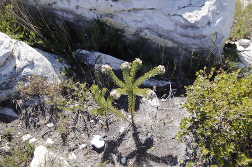 Image of Serruria glomerata by (c) Tony Rebelo, some rights reserved (CC BY-SA)