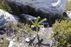 Serruria glomerata × villosa