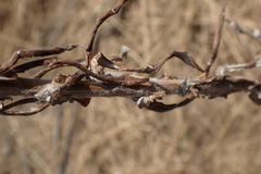 Pseudognaphalium oligandrum