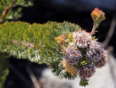 Serruria glomerata × villosa