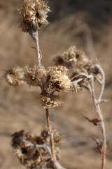 Pseudognaphalium oligandrum