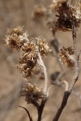 Pseudognaphalium oligandrum