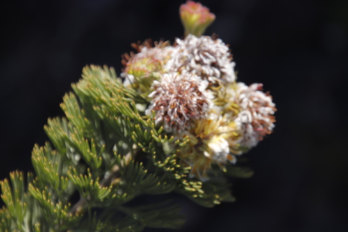 Image of Serruria glomerata by (c) Tony Rebelo, some rights reserved (CC BY-SA)