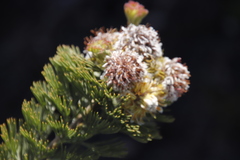Serruria glomerata × villosa
