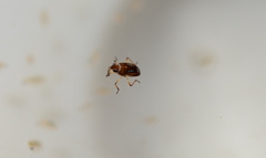 Gerromorpha