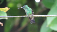 Saucerottia cyanifrons