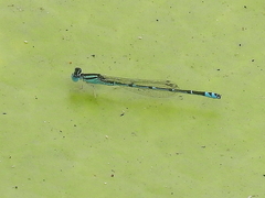 Austroagrion exclamationis