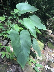 Xanthosoma pubescens