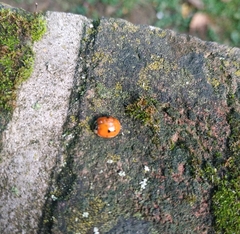 Harmonia axyridis