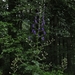 Aconitum firmum moravicum - Photo (c) zivann, some rights reserved (CC BY-NC)