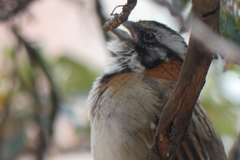 Zonotrichia capensis