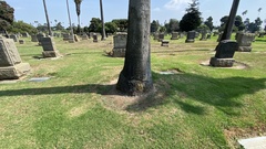 Xanthomendoza fallax