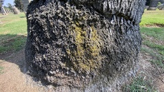 Xanthomendoza fallax