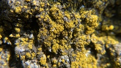 Xanthomendoza fallax