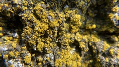 Xanthomendoza fallax