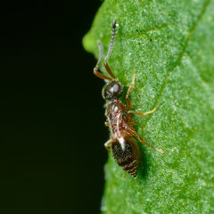 Ceraphronoidea