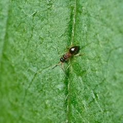 Ceraphronoidea
