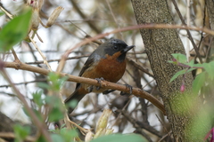 Diglossa brunneiventris