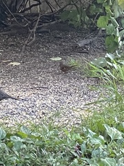 Pipilo erythrophthalmus