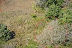 Combretum microphyllum