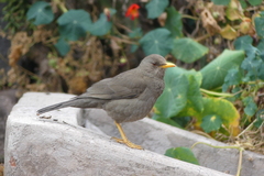 Turdus chiguanco