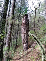 Furcraea parmentieri