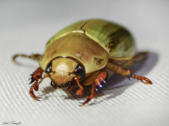 Pelidnota prasina