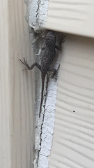 Sceloporus undulatus