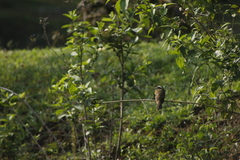 Phelpsia inornata