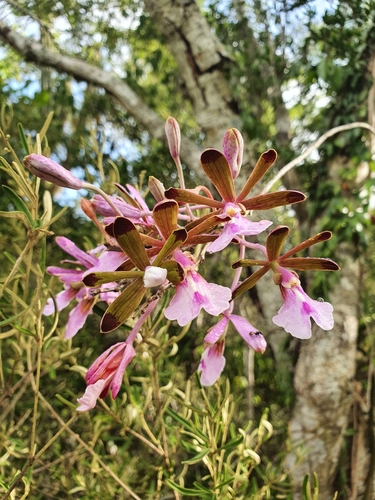 Psychilis atropurpurea