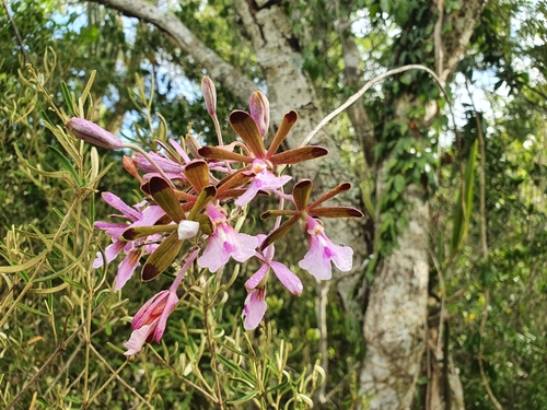 Psychilis atropurpurea, photograph 4