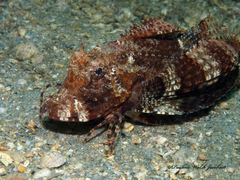 Prionotus ophryas