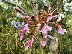 Psychilis atropurpurea, photograph author not stated, no rights reserved