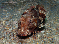 Prionotus ophryas