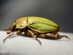 Pelidnota prasina