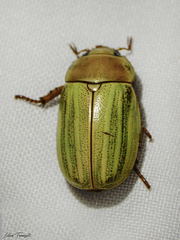 Pelidnota prasina