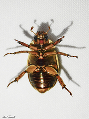 Pelidnota prasina