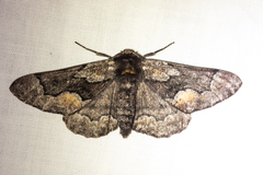 Phaeoura mexicanaria
