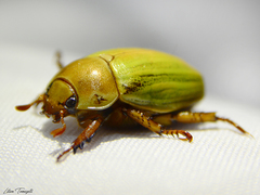 Pelidnota prasina