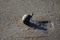 Clibanarius vittatus