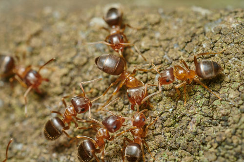 Lasius brunneus nuotrauka