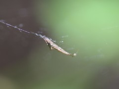 Uloborus glomosus