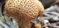 Pholiota