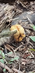 Pholiota